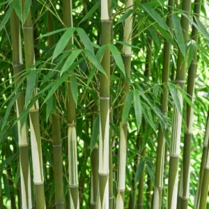 Fargesia robusta Pingwu foglie