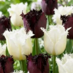 Fiori Tulipano Breakdance mix