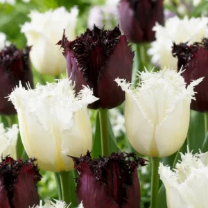 Fiori Tulipano Breakdance mix