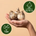 12x Bulbi Allium calibro 11_12