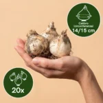 20x Bulbi Giacinto calibro 14_15