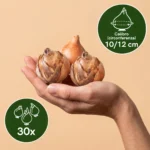 30x Bulbi Narciso calibro 10_12