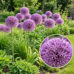 Bulbi Allium Gladiator