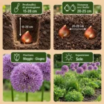 Bulbi Allium Gladiator coltivazione