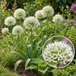 Bulbi Allium Mount Everest