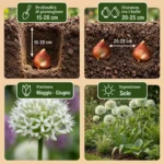 Bulbi Allium Mount Everest coltivazione