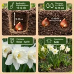 Bulbi Narciso Mount Hood coltivazione
