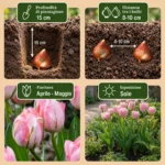 Bulbi Tulipano Double Pink coltivazione