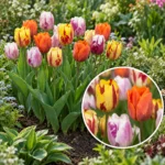Bulbi Tulipano Flaming Beauty Mix