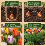 Bulbi Tulipano Flaming Beauty Mix coltivazione