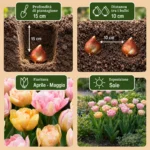 Bulbi Tulipano Peaches & Kisses coltivazione