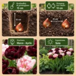 Bulbi Tulipano Sweet Desire mix coltivazione