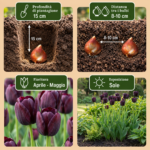 Bulbi Tulipano Triumph Black coltivazione