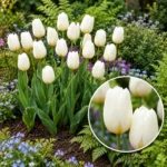 Bulbi Tulipano Triumph White