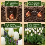 Bulbi Tulipano Triumph White coltivazione