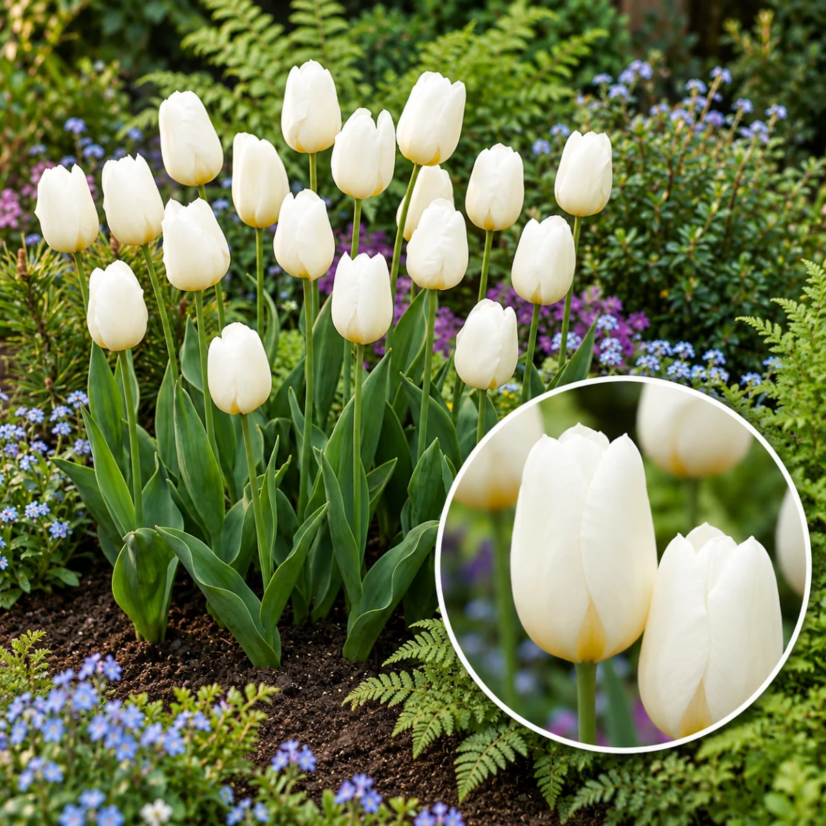 Bulbi Tulipano Triumph White