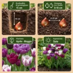 Bulbi Tulipano Viola mix coltivazione