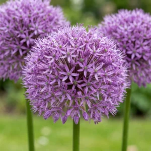fiori Allium Gladiator