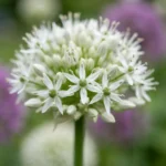 fiori Allium Mount Everest