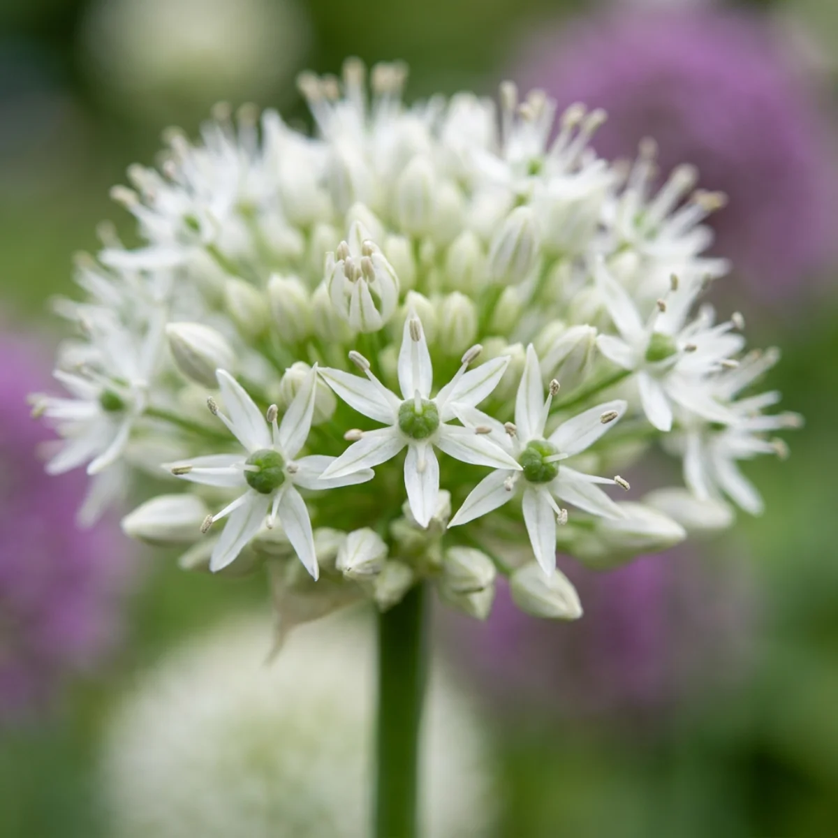 fiori Allium Mount Everest