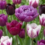 Bulbi Tulipano Viola mix - immagine 2