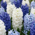 fiori Giacinto Blue Water Mix