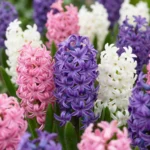 fiori Giacinto Mix Pastello