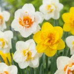 fiori Narciso Double mix