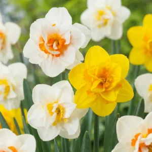 fiori Narciso Double mix