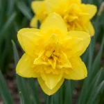 fiori Narciso Golden Ducat