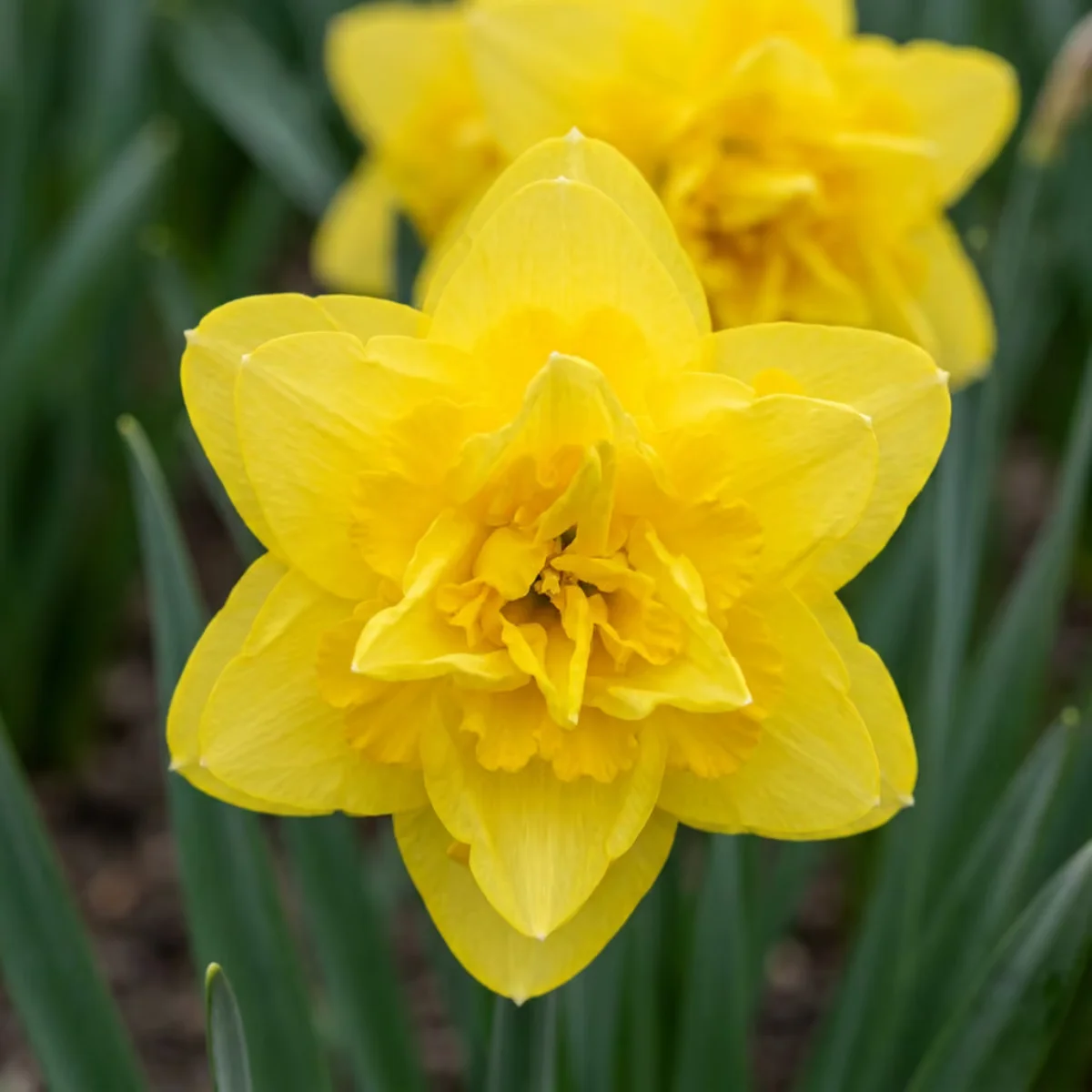 fiori Narciso Golden Ducat