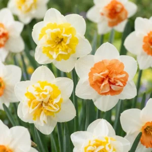 fiori Narciso Macaron Bloss_