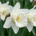 fiori Narciso Mount Hood