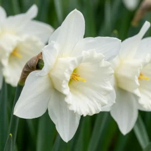 fiori Narciso Mount Hood