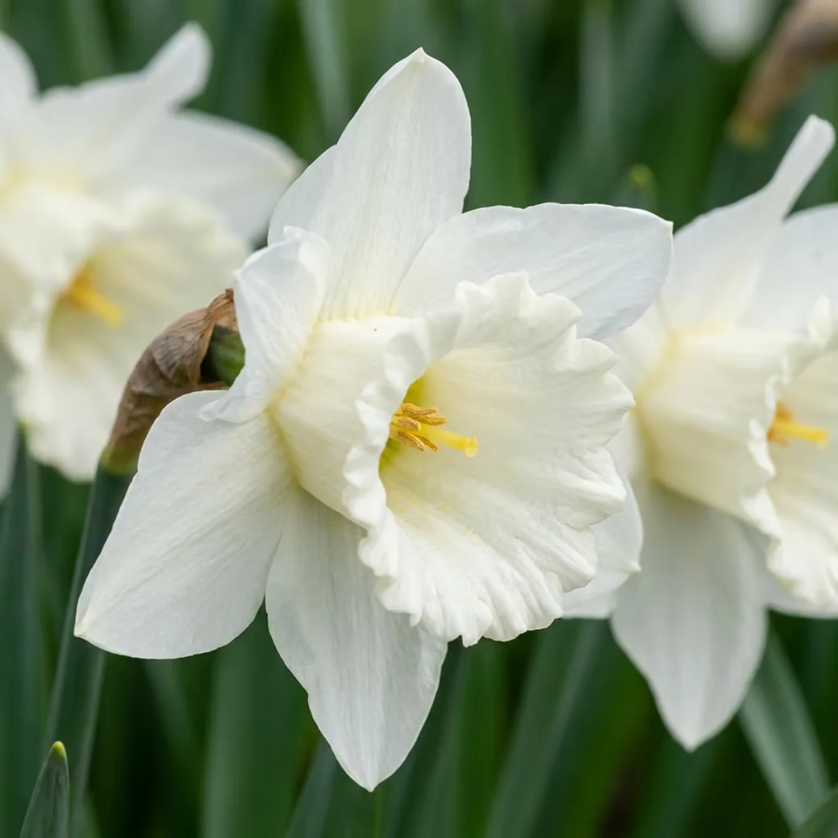 fiori Narciso Mount Hood