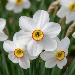 fiori Narciso Recurvus