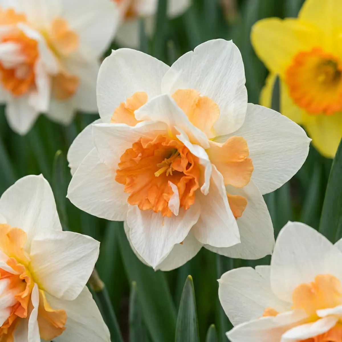 fiori Narciso Replete
