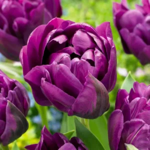 fiori Tulipano Double Lilac
