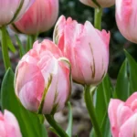 fiori Tulipano Double Pink