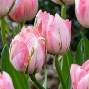 fiori Tulipano Double Pink