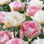 fiori Tulipano Double Sensation