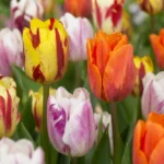 fiori Tulipano Flaming Beauty Mix