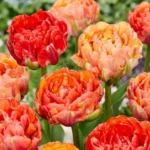 fiori Tulipano Gudoshnik Double
