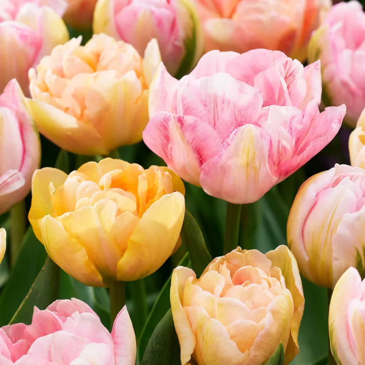 fiori Tulipano Peaches & Kisses