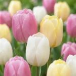 fiori Tulipano Sorbet mix