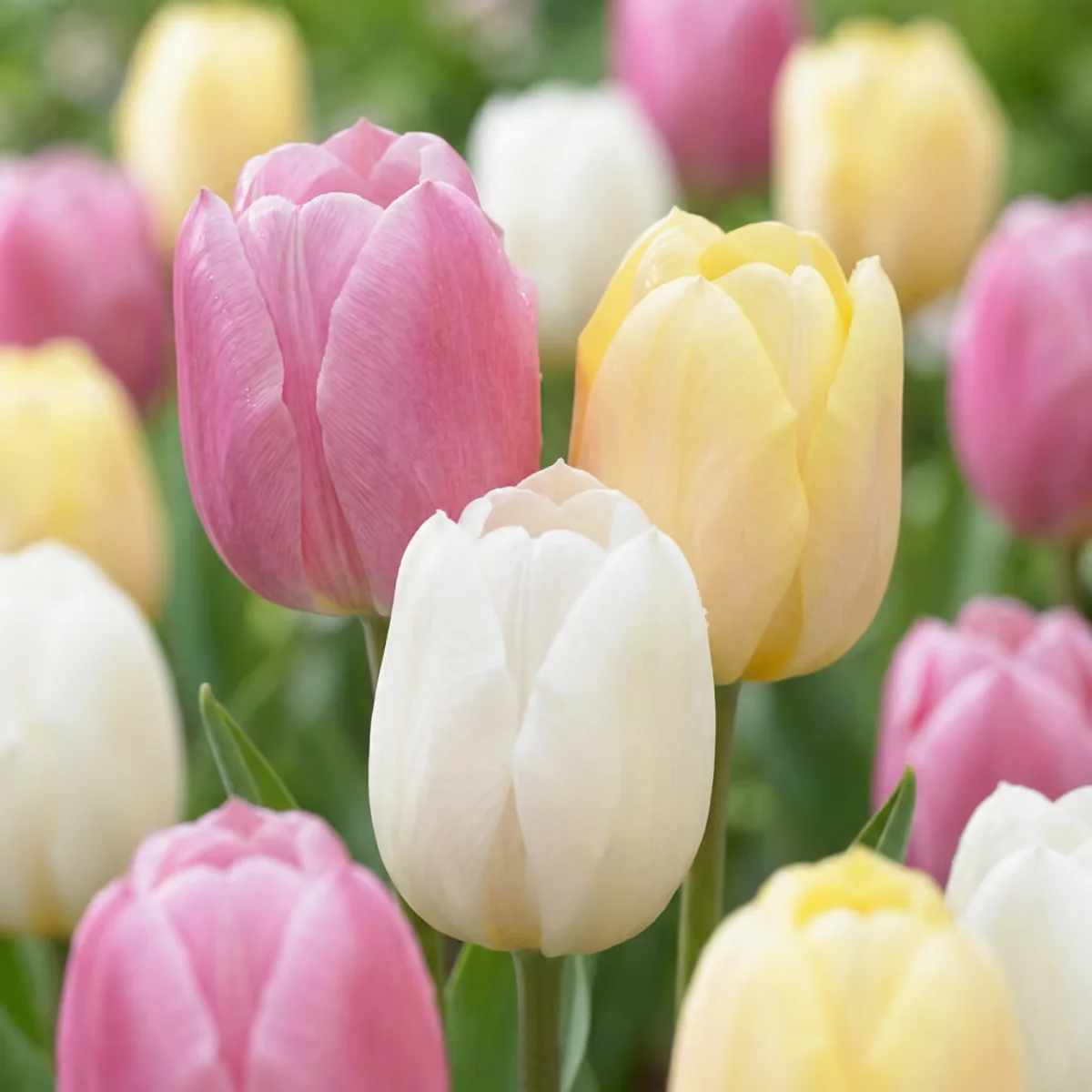 fiori Tulipano Sorbet mix