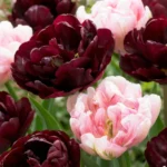 fiori Tulipano Sweet Desire mix