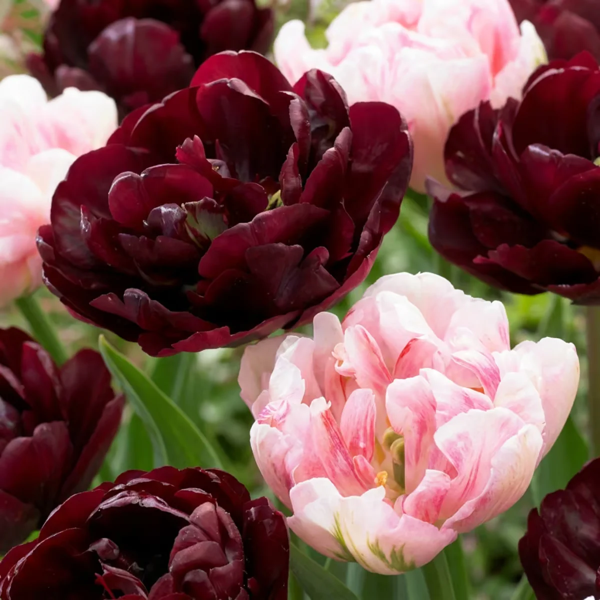 fiori Tulipano Sweet Desire mix