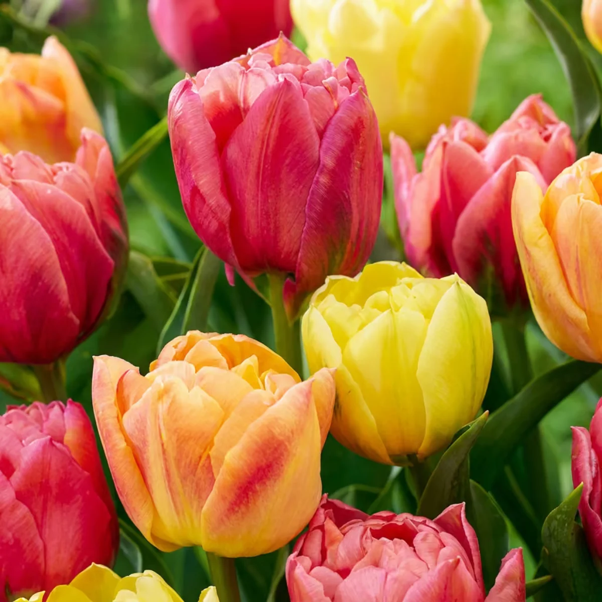 fiori Tulipano Symbiose mix