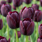 fiori Tulipano Triumph Black
